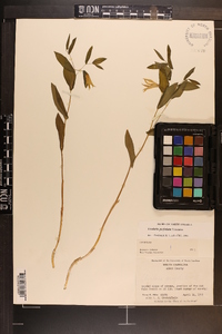 Uvularia perfoliata image