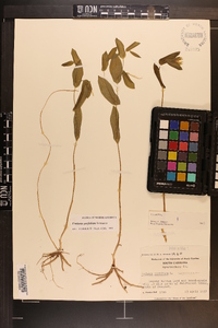 Uvularia perfoliata image