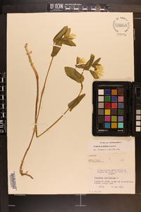 Uvularia perfoliata image