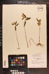 Uvularia perfoliata image