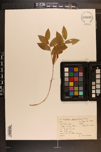 Uvularia pudica image