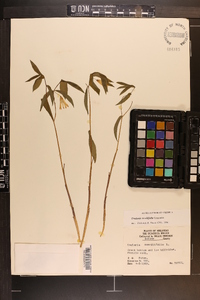 Uvularia sessilifolia image