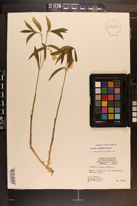 Uvularia sessilifolia image