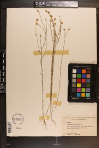 Polygala mariana image