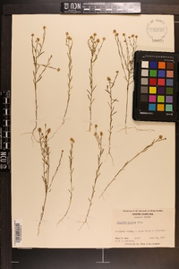 Polygala mariana image