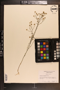 Polygala mariana image