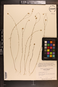 Polygala mariana image