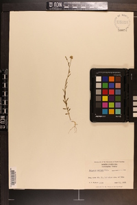 Polygala mariana image