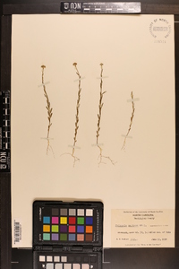 Polygala mariana image