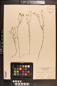 Polygala mariana image