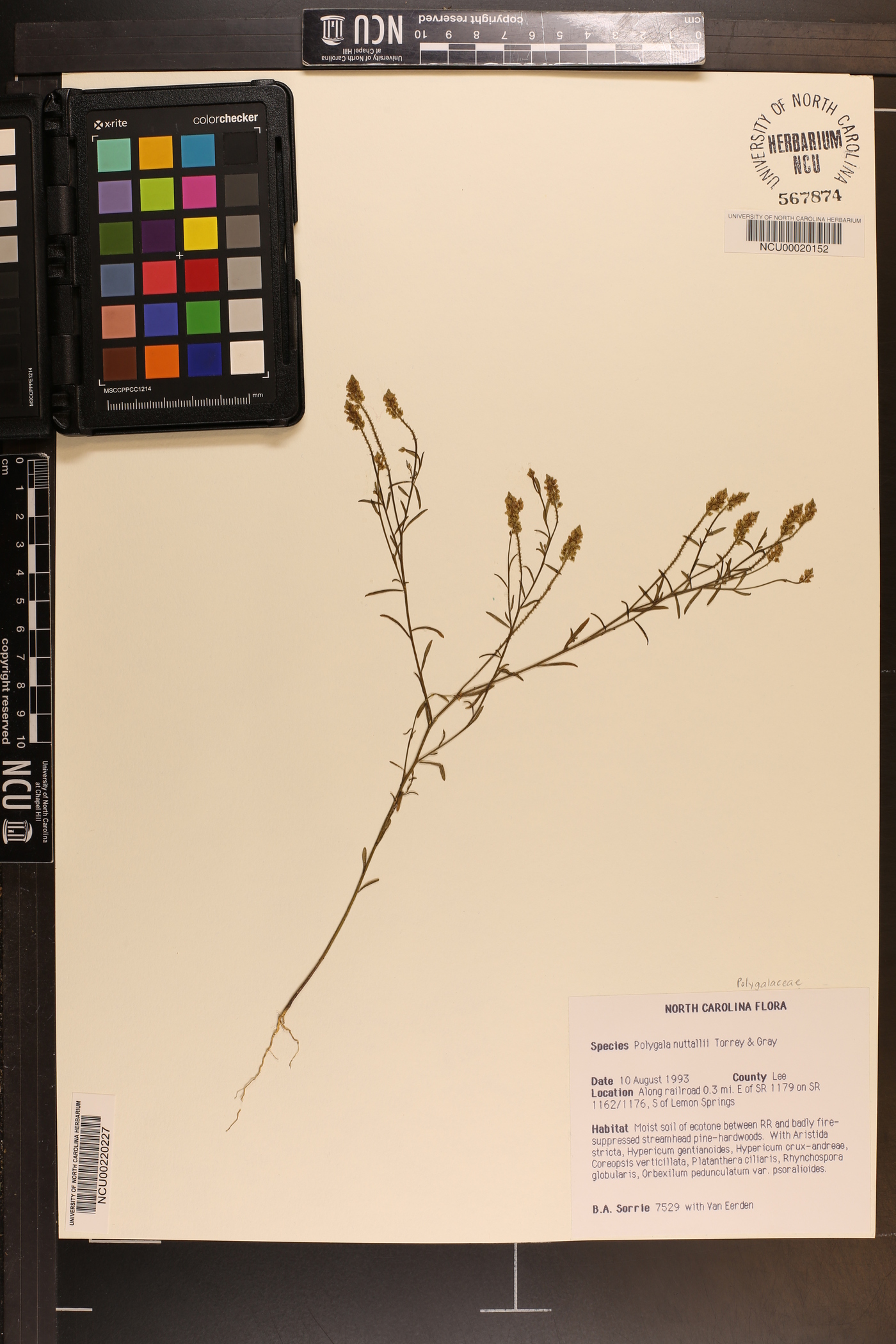 Polygala nuttallii image