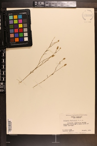 Polygala nuttallii image