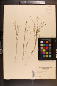 Polygala nuttallii image