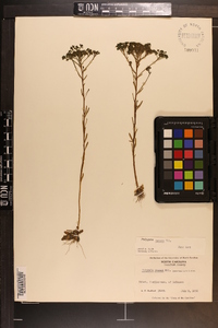 Polygala ramosa image