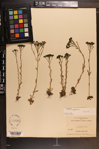 Polygala ramosa image