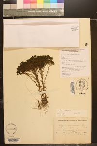 Polygala ramosa image