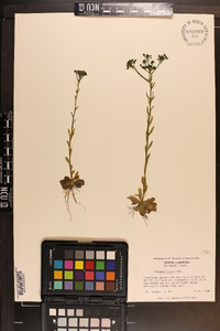 Polygala ramosa image