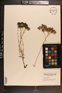 Polygala ramosa image