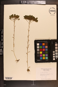 Polygala ramosa image