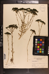 Polygala ramosa image