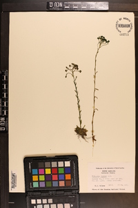 Polygala ramosa image