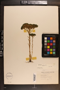 Polygala ramosa image