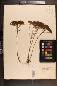 Polygala ramosa image