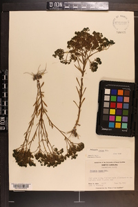 Polygala ramosa image