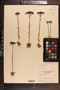 Polygala ramosa image