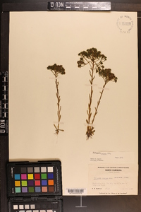 Polygala ramosa image