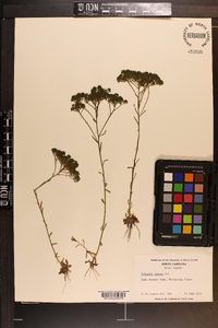 Polygala ramosa image