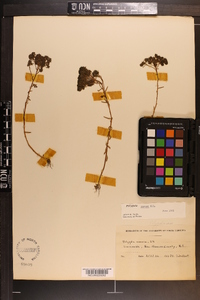 Polygala ramosa image