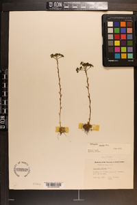 Polygala ramosa image