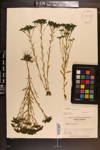 Polygala ramosa image