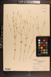 Polygala ambigua image