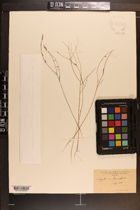 Polygala verticillata image