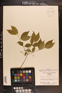 Euonymus atropurpureus image