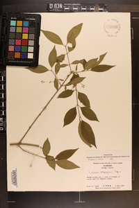 Euonymus atropurpureus image