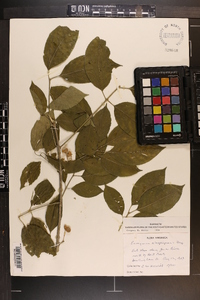 Euonymus atropurpureus image