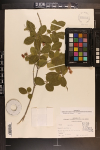 Euonymus japonicus image