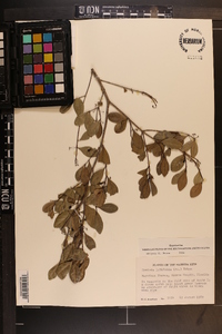 Gyminda latifolia image