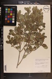 Gyminda latifolia image