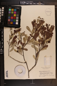 Maytenus phyllanthoides image