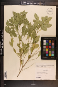 Schaefferia frutescens image