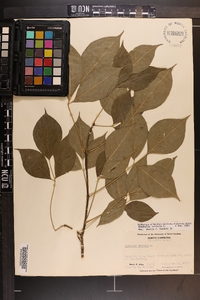 Staphylea trifolia image