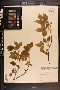 Staphylea trifolia image