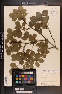 Staphylea trifolia image