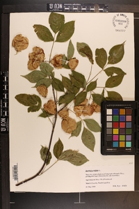 Staphylea trifolia image