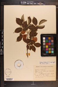 Staphylea trifolia image