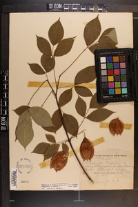 Staphylea trifolia image